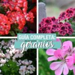 Consejos para elegir las plantas adecuadas para tu jardín